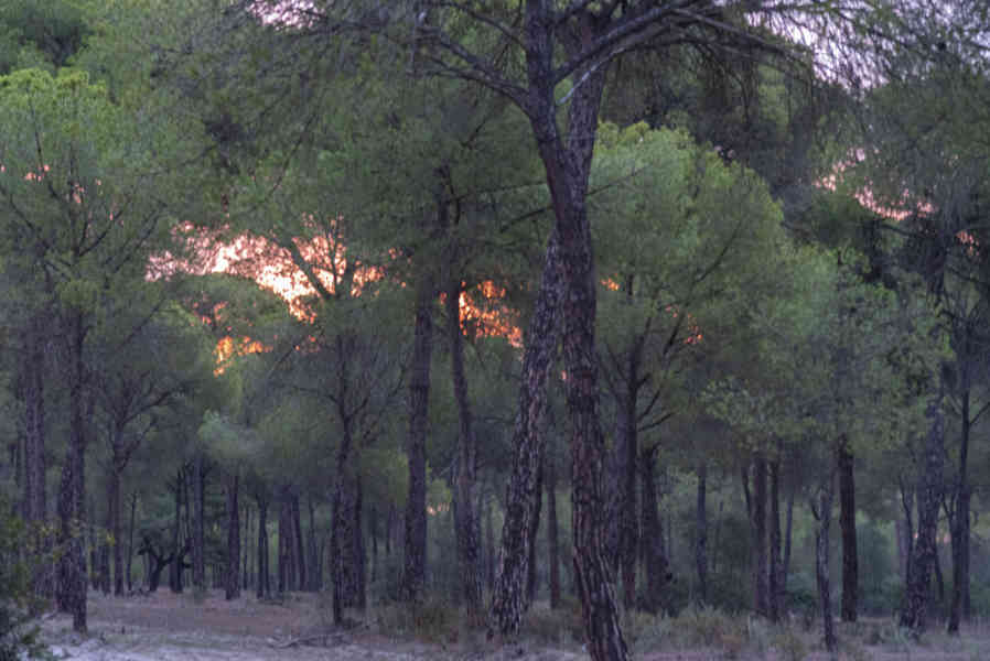 Huelva - parque nacional de Doñana 02 .jpg